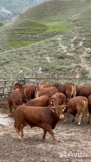 Бычки быки лимузин