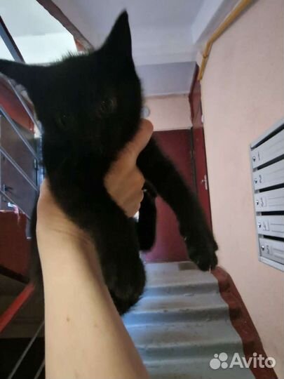 Кошка с котятками в беде