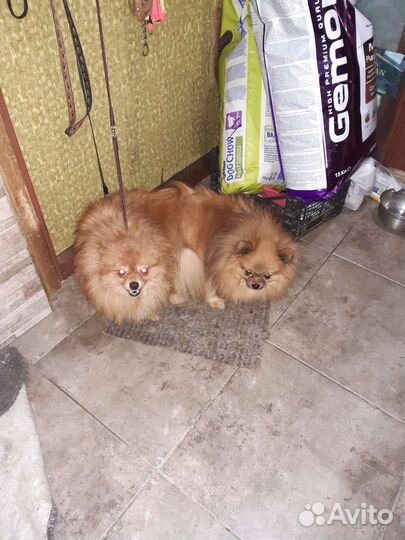 Кобели для дам