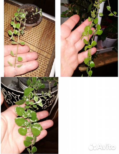 Сингониум Грея, плектрантусы, душистые пеларгонии