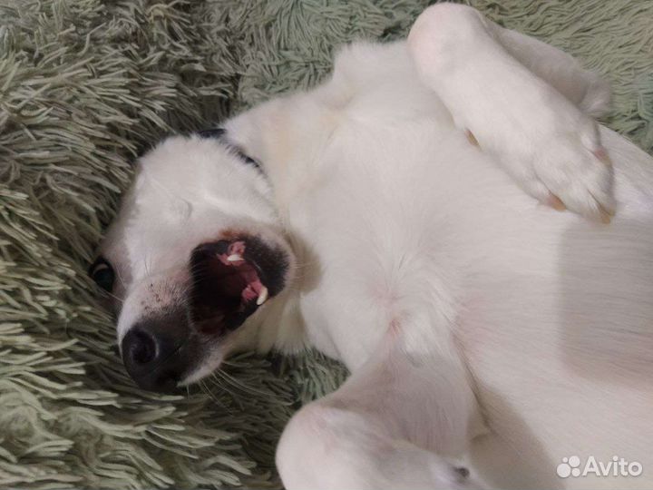 Собака Джек