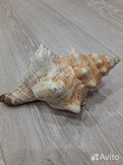 Ракушка морская большая