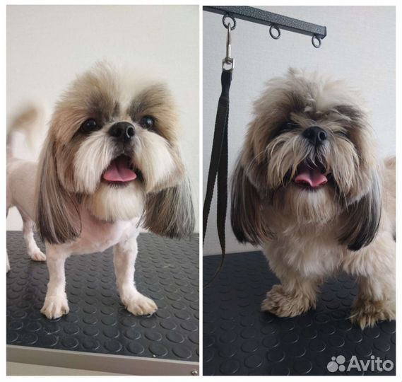 Стрижка собак