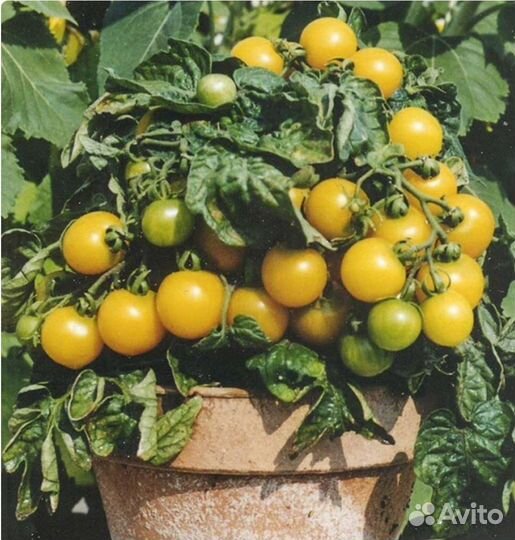 Томаты комнатные семена