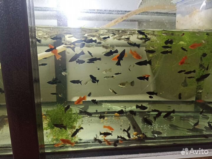 Аквариумные рыбки