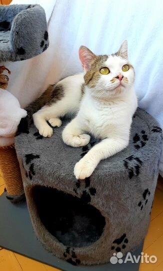 Хозяина посадили кошечка ищет дом