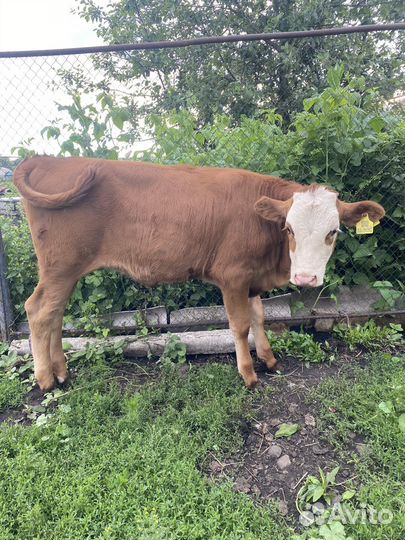 Телята 6 месяцев