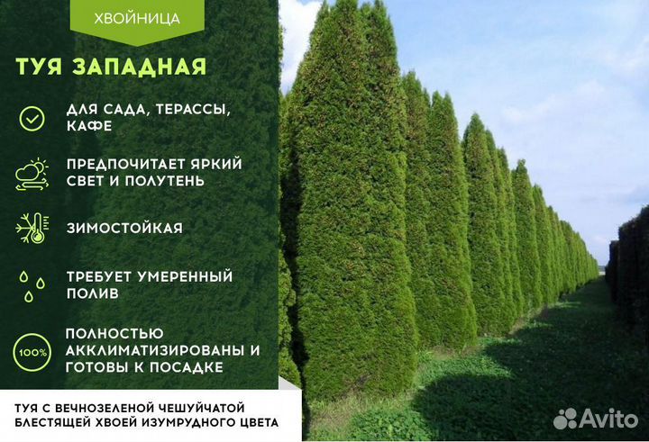 Туи крупномеры Брабант 3,8 м6 м