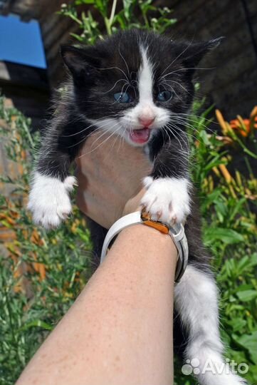 Котик
