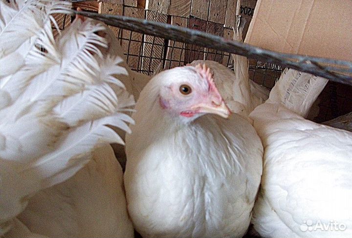 Куры молодки от нас - яйца у вас