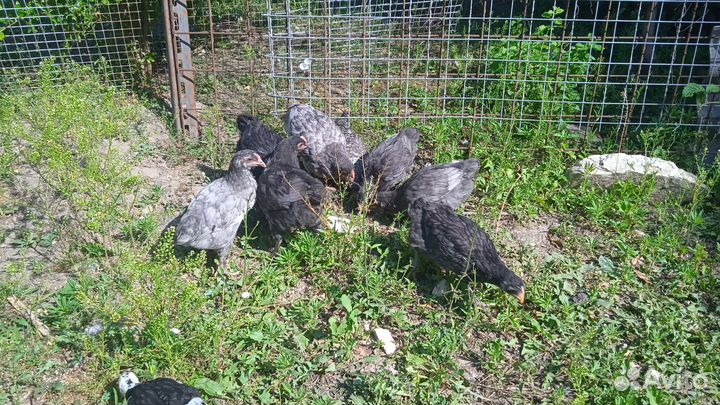 Продажа цыплят