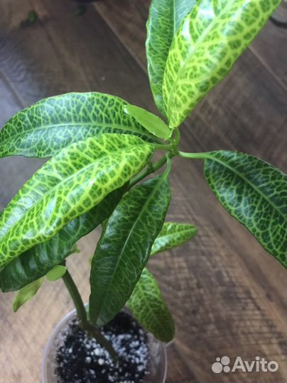 Сетчатый (Pseuderanthemum reticulatum)