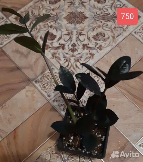 Замиокулькас черный равен