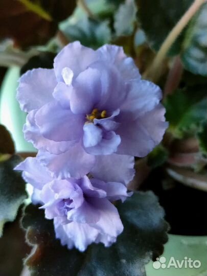 Фиалка сортовая