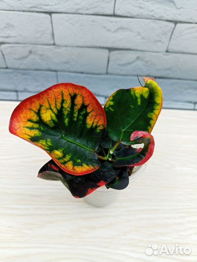 Кротон голд тридент