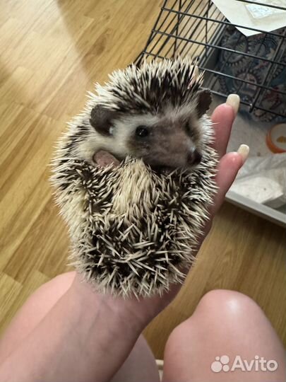 Африканский ежик