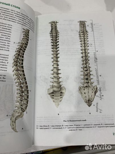 Атлас анатомии человека