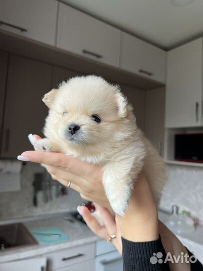 Щенки шпица