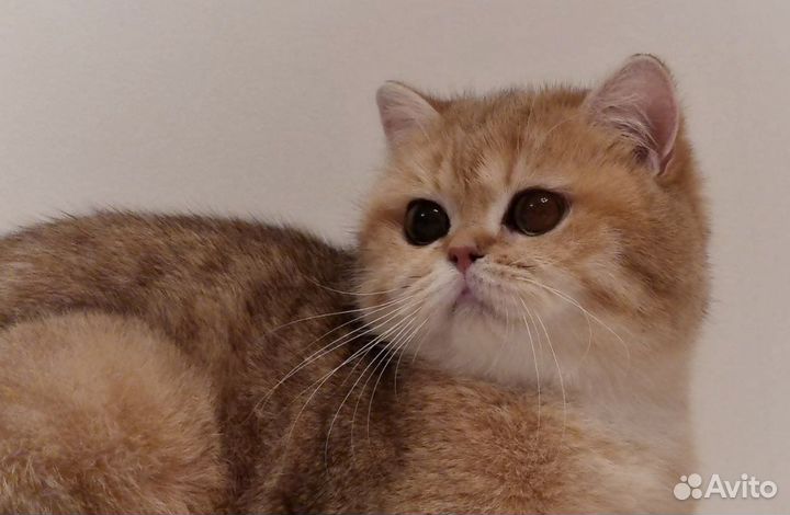 Британская кошка