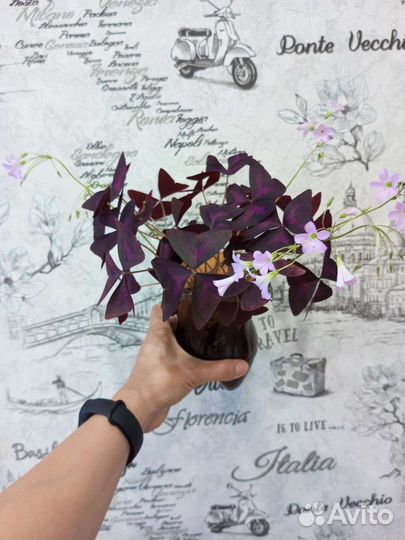 Кислица оксалис