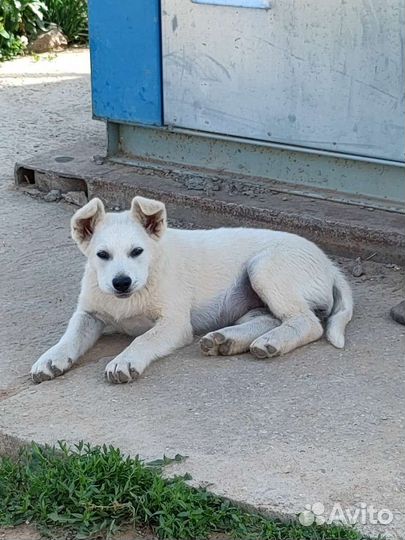 Красивая умная девочка 3 месяца в добрые руки