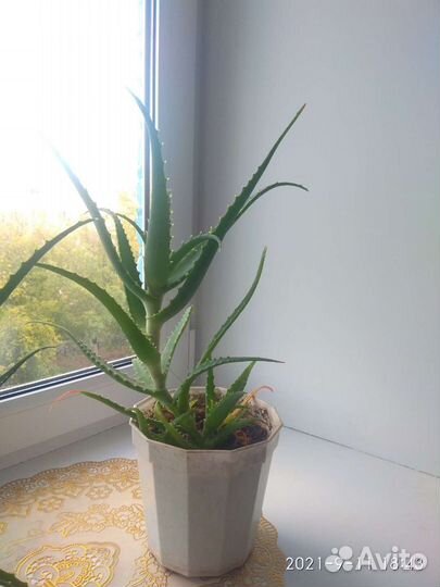 Алоэ(столетник)