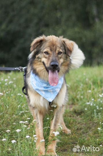 Джасперу не сладко в приюте