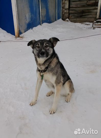 Собака в добрые руки мальчик