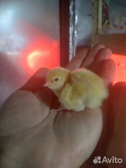 Перепелки разных возрастов