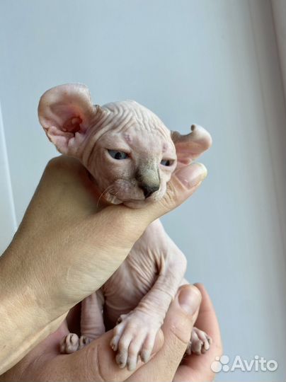 Сфинкс - Эльф