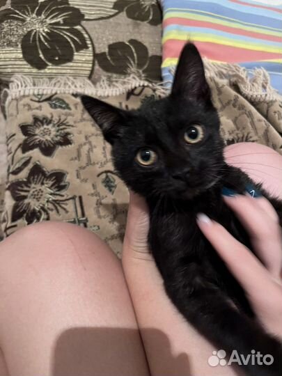 Котенок Batman :)