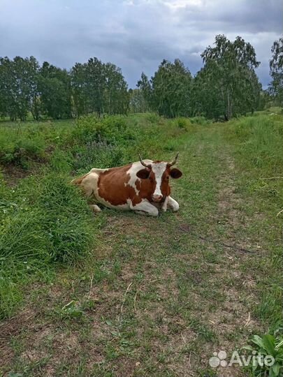 Корова стельная дойная