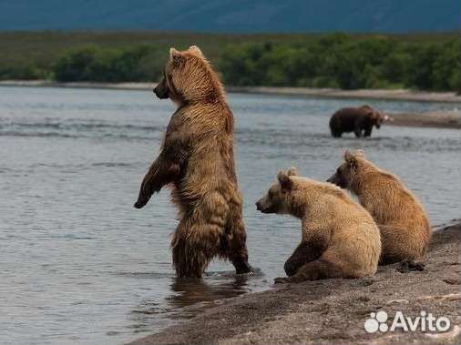 Тур Медведи Курильского озера. Камчатка