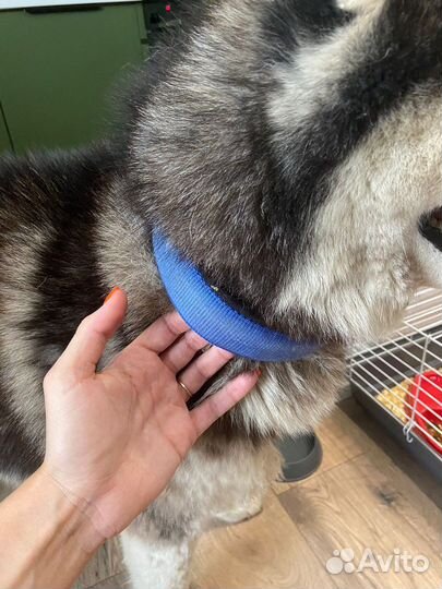 Хаски Потеряшка