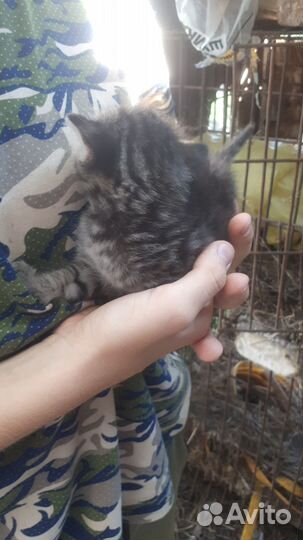 Отдам котят в 