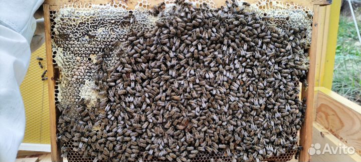Продам пчелосемьи