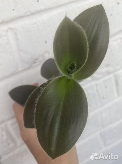 Традесканция силламонтана velvet hill