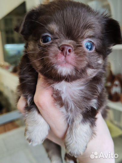 Элитный Шоколад Документы РКФ