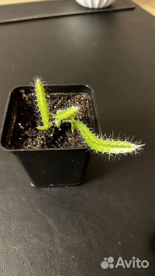 Кактус питахайя