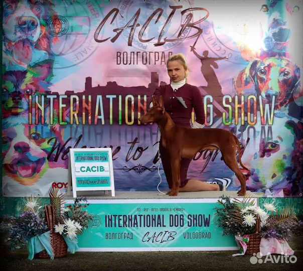 Приглашаем чирнеко