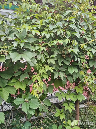 Виноград. Виноград девичий. Земляника