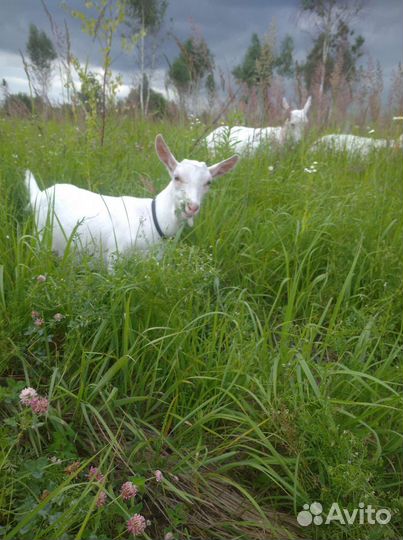 Козочка зааненская