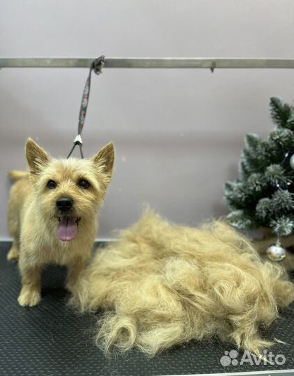 Стрижка собак мелких пород