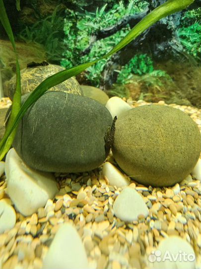 Аквариум куб 60л с рыбками