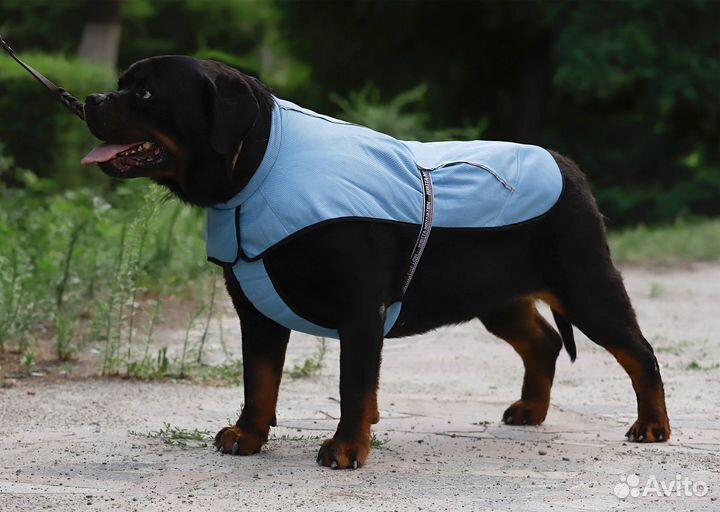 Охлаждающая куртка для собак и поясная сумка