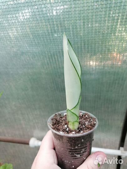 Сансевьерии Муншайн, Кирки и др