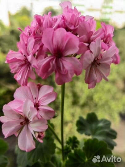 Махровая герань розовая, белая (большие кусты)