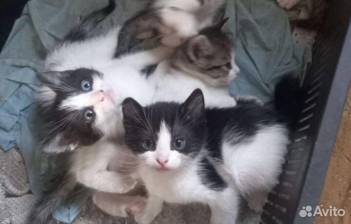 Котята