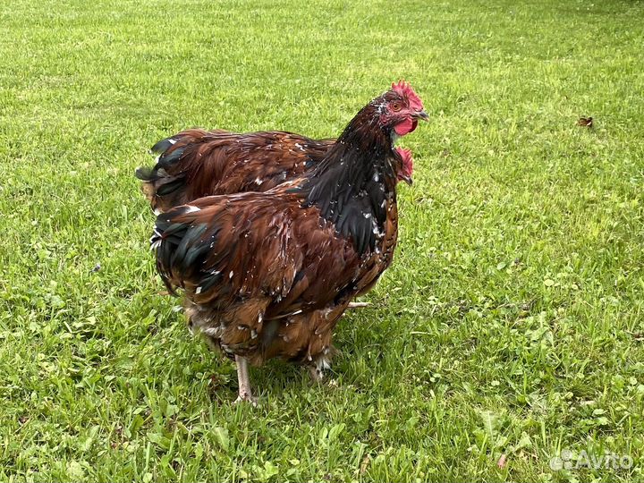 Петушки Орпингтон Парцеляновый