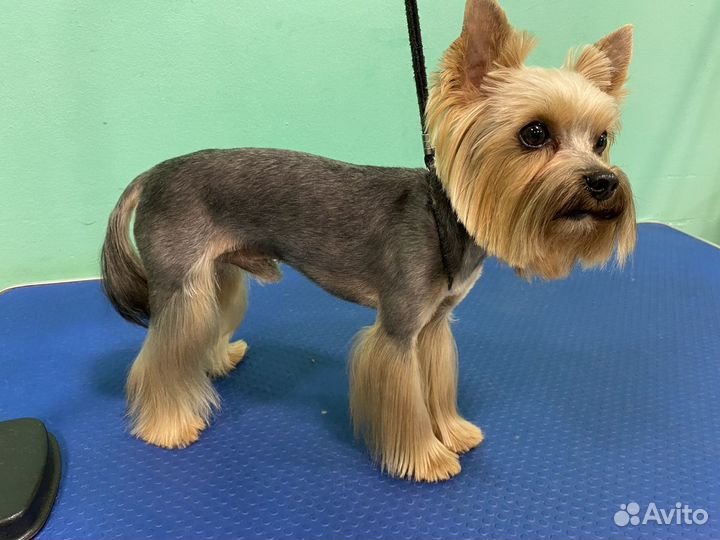 Груминг. Стрижка собак